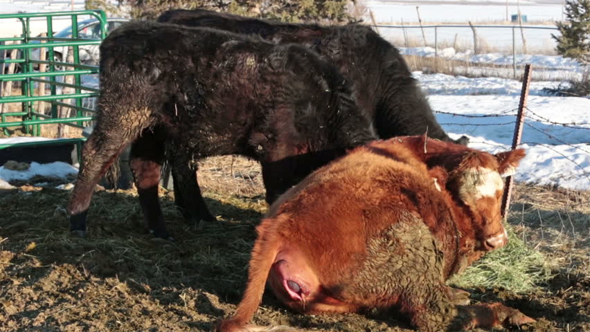 Cow laying on ground before giving birth to calf labor. Farm ranch with newborn calf and cows eating hay during winter. Black Angus mixed breed cattle. Gentleman ranching operation for self sufficiency. 