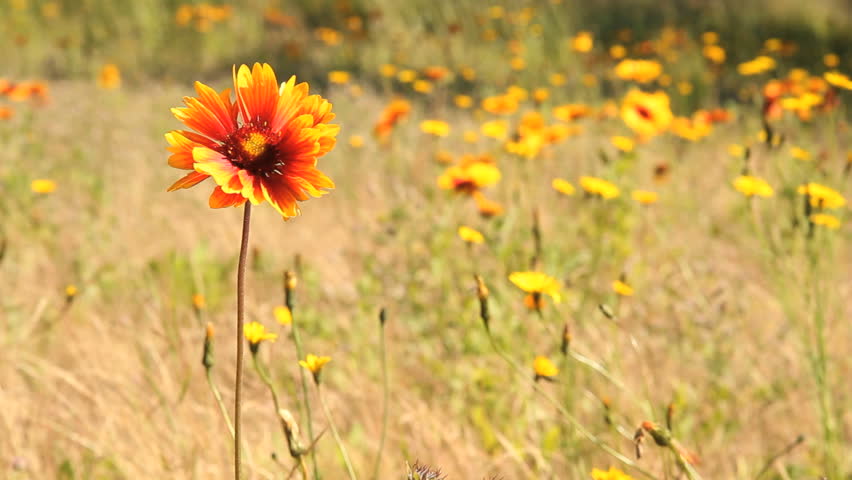 Sundance, Firewheel or Indian Blanket Flower. Sundance flower in a meadow. This flower is also known as Fire Wheel flower, and Indian Blanket flower. It is the State Wildflower of Oklahoma.
