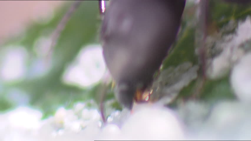 Ant eating leafbug secretions on leaf