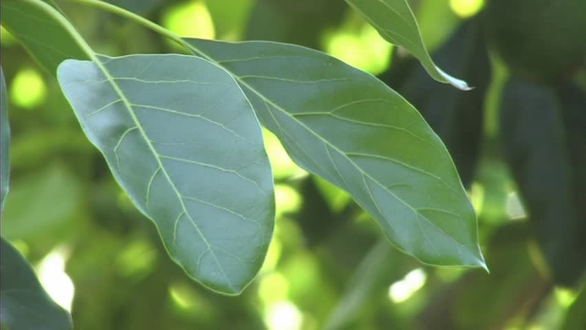 Avocados leafs, zoom in out