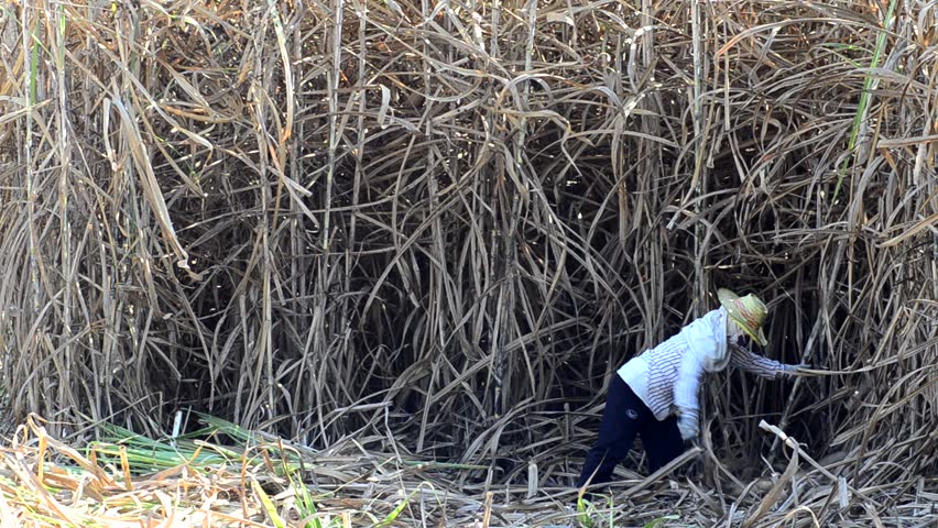 Worker cutting sugar cane, Thailand