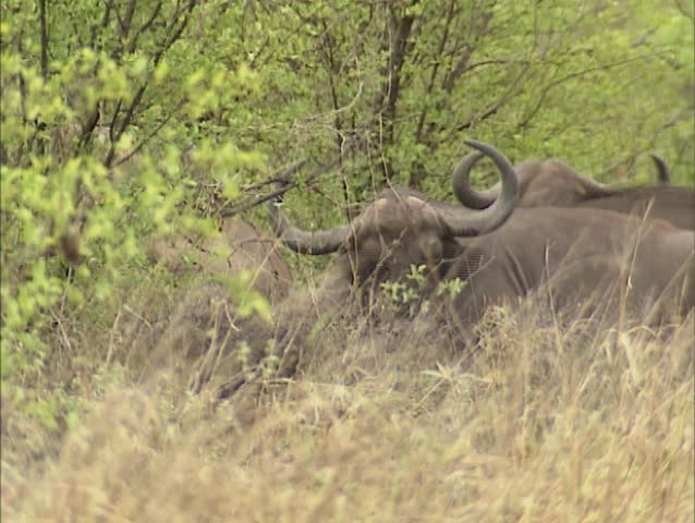 Cape buffalo, syncerus caffer - low angle, hidden between shrubs. Known in Africa as one of the âbig fiveâ, African buffalo are extremely powerful and deadly