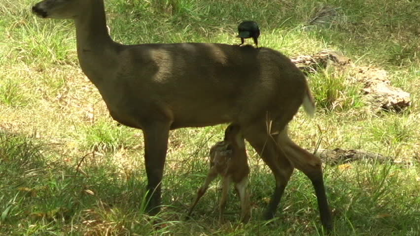 The deer with her calf