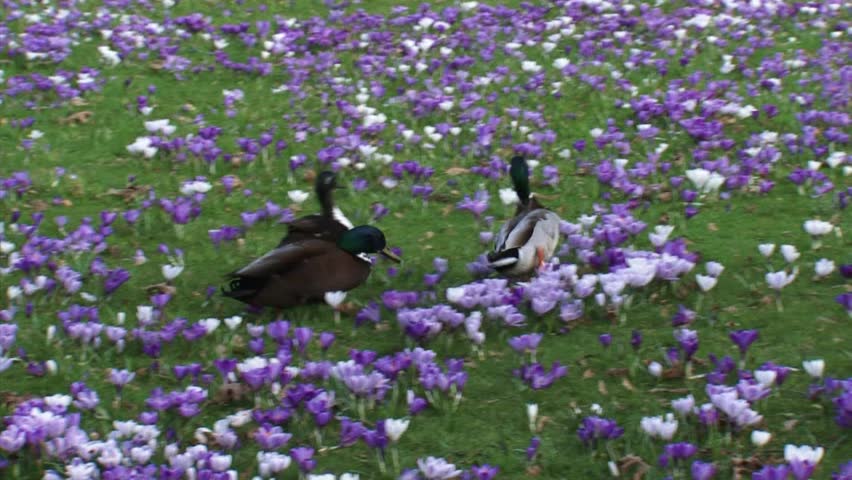 Mallards (anas platyrhynchos) compete for the attention of a female