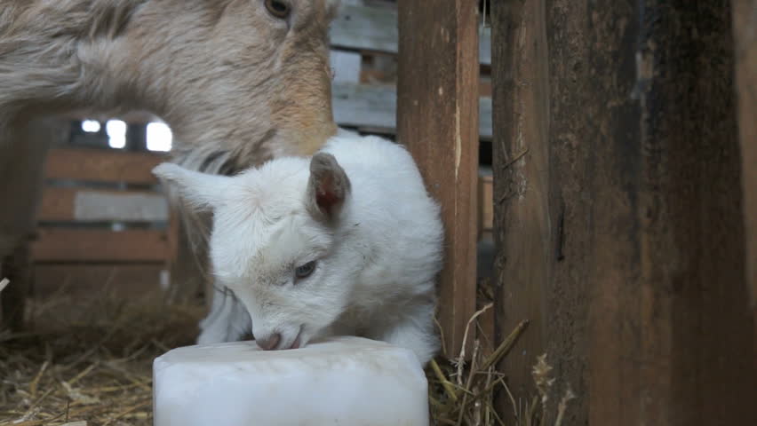 Goat mother cleaning her baby, goat kid taste a 	
licking stone