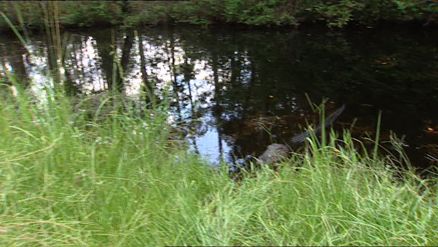 Alligator