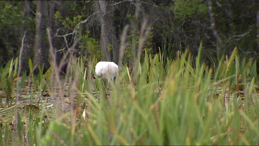 Wood Ibis