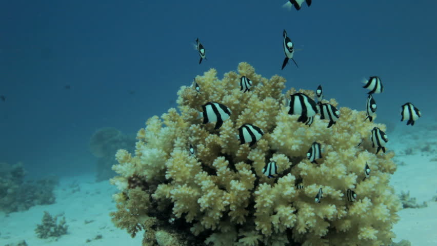 mini fish at the coral reef