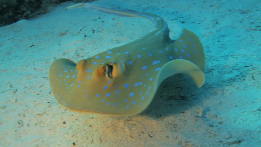 blue spotted ray swimming away