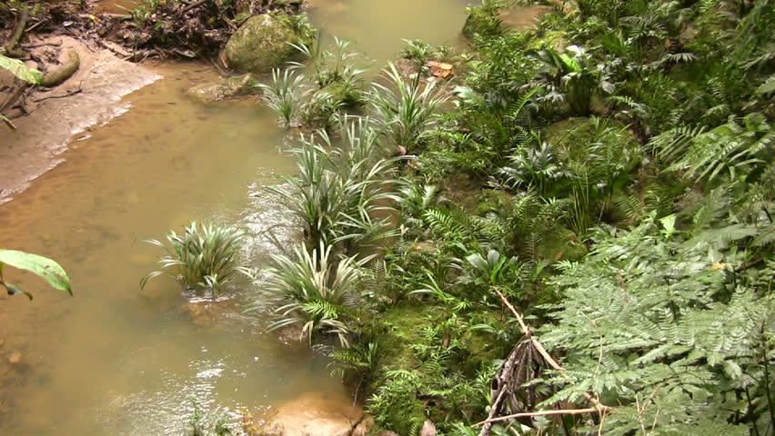 River running through tropical rainforest in Ecuador