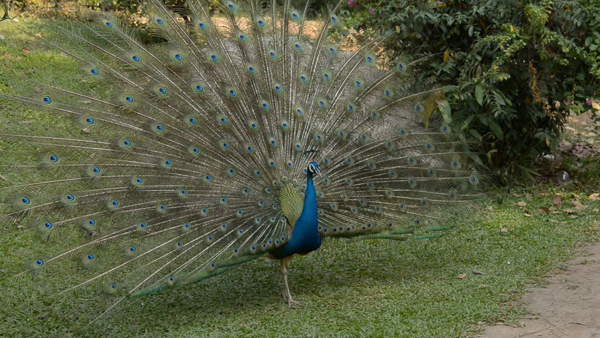 Peacock displaying feathers.