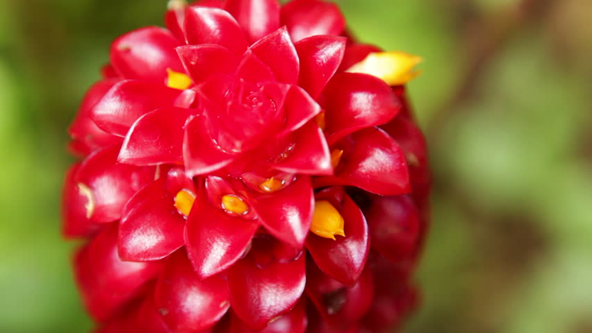 Close-up of red Indonesian Wax Ginger flower (Tapeinochilos ananassae), also known as Red Wax Ginger, Pineapple Ginger, Giant Spiral Ginger. In the Costus (Costaceae) family. Shot in Hawaii.