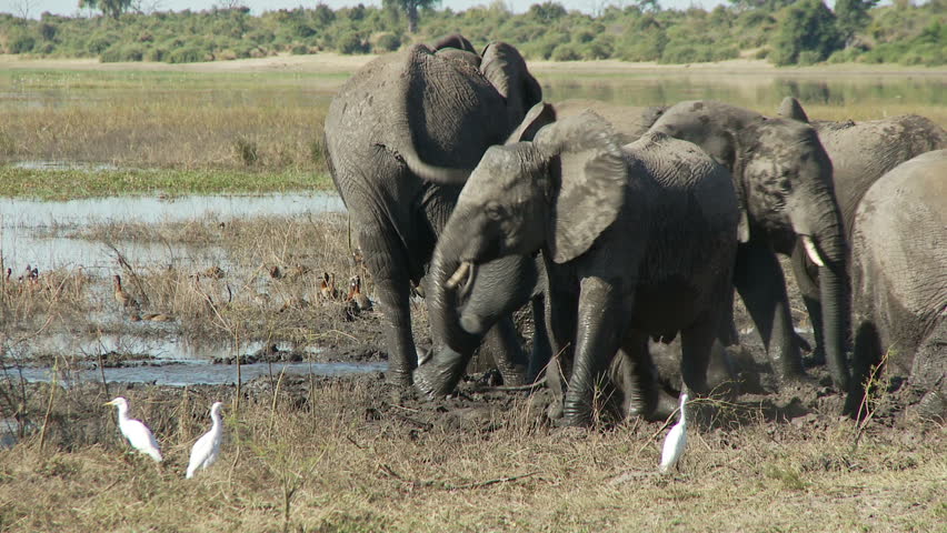 A herd of elephants enjoy a roll around the mud as a larger elephant walks through the frame