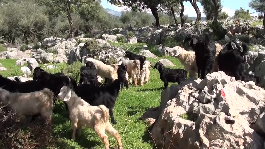 Herd of young black and white goats
