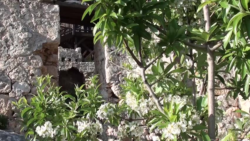 SIMENA, Turkey â March 17, 2013: a flowered tree in old fortress