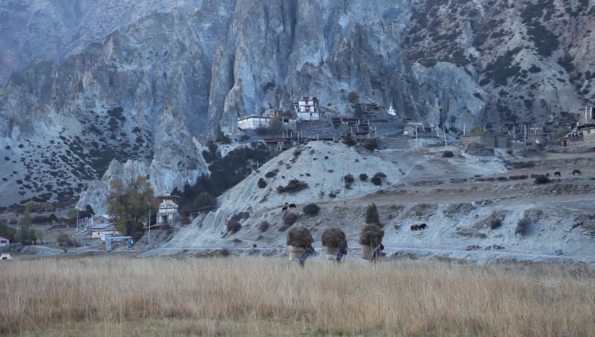 Women in the himalaya valley of Manang, carrying fodder late in the evening.