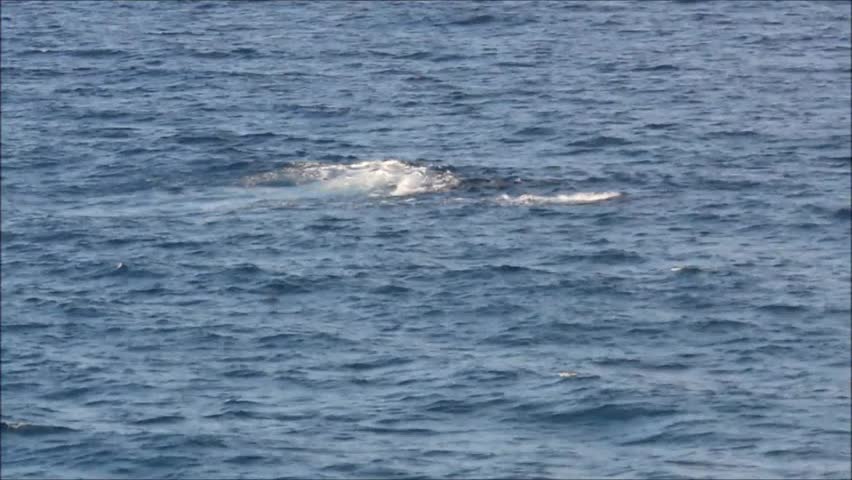 Humpback whales at Gold Coast in Queensland, Australia