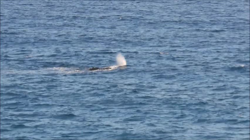 Humpback whales at Gold Coast in Queensland, Australia