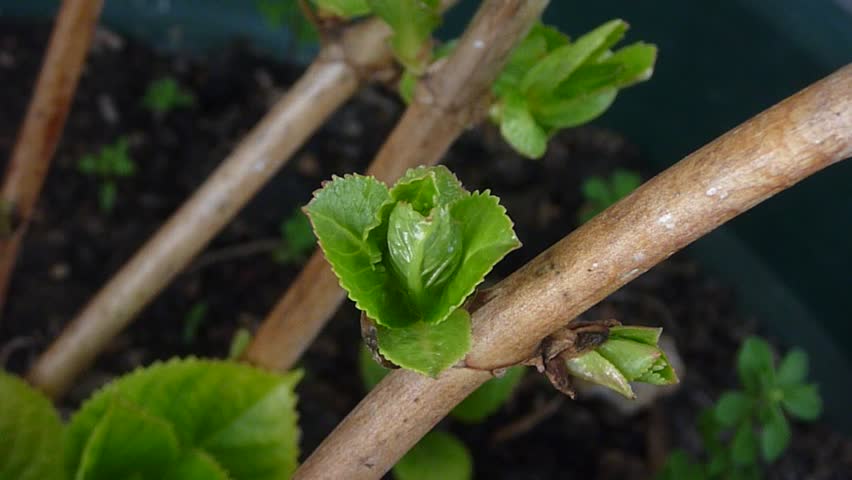 green leaves