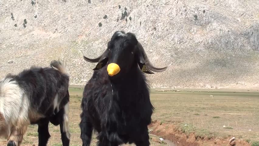 Goat eating out lemon peel, zoom in