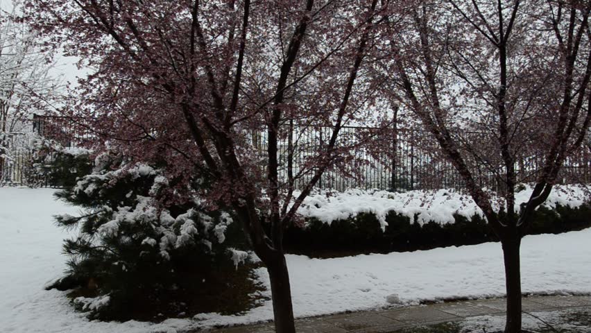 Pink Cherry Blossom Trees during Snow Storm on Spring Season