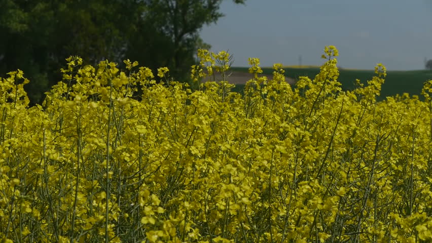 Yellow oilseed rape field. Alternative energy. 