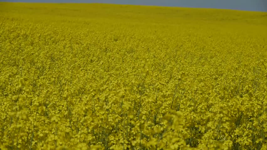 Yellow oilseed rape field. Alternative energy. 