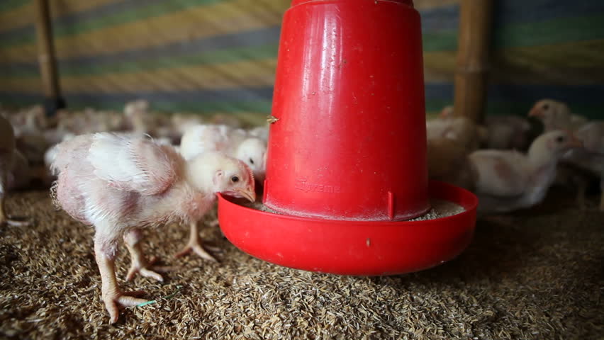Close up shot of small chickens feeding inside a poultry farm.