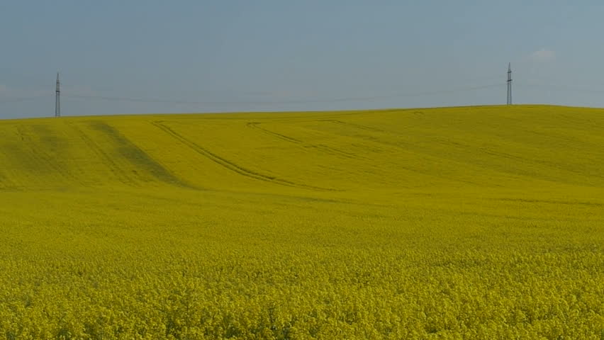 Yellow oilseed rape field. Alternative energy. 