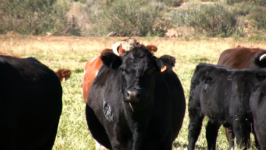 Curious cows approaching and looking at the camera.
