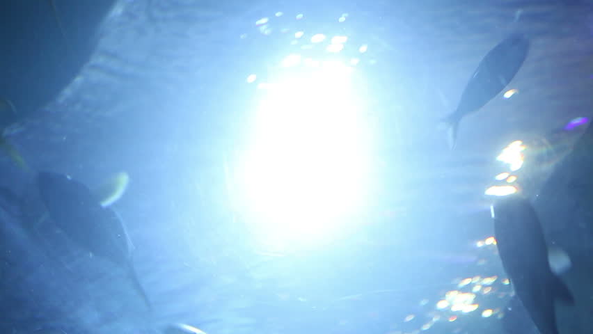 Underwater template fishes shoal swimming on the background of sun