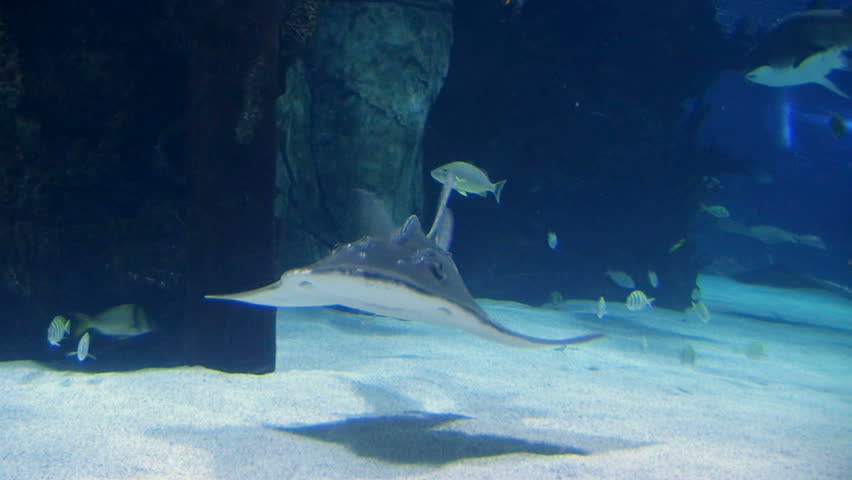 Shark Ray swimming in tropical aquarium with stingray and other sea life. 