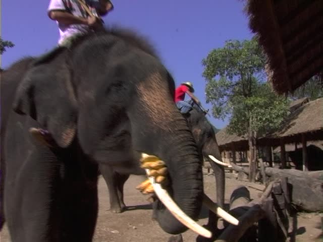 Elephant with banana