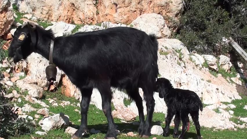 Nanny eats and newborn looks for udder