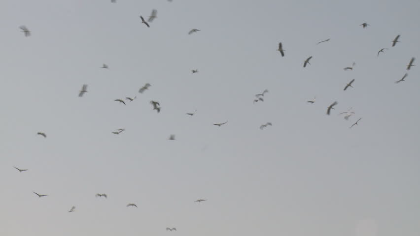  Cranes above the Hula valley, Upper Galilee in Israel