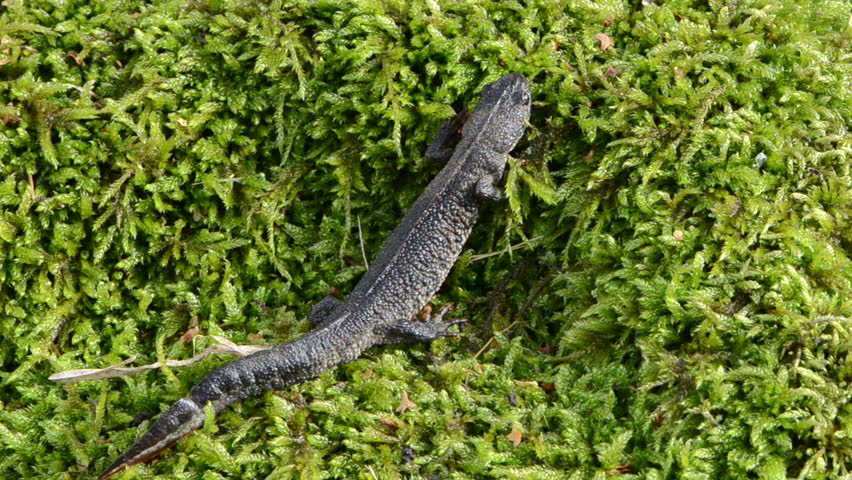 newt triton eft pleurodelinae salamandridae cold-blooded amphibian crawl walk on moss.