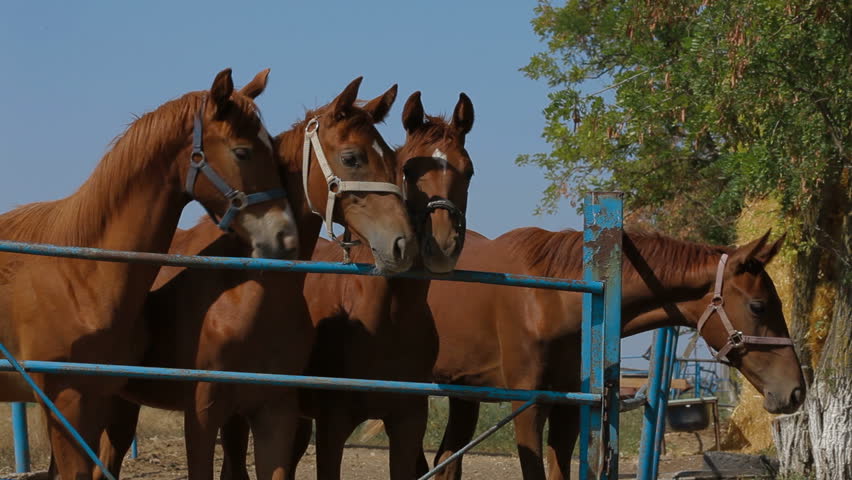 Four beautiful stallions are in the paddock.