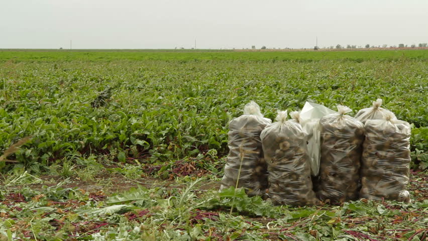 Pan shot of sacks of beet on the field.