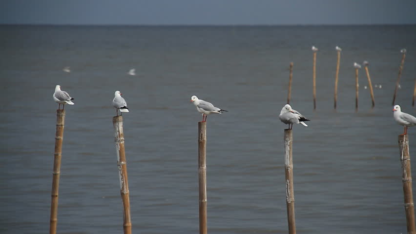 Seagull swooping to another bird. Seagulls holding on bamboo.