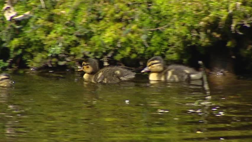 Wild Duck female mallard - anas platyrhynchos with ducklings in pond - close up. Only the female incubates the eggs and takes care of the ducklings