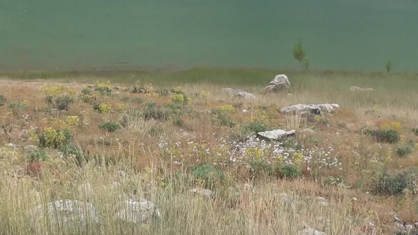 Meadow at lakeside 