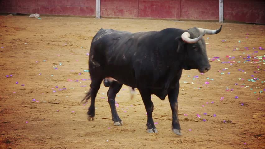 Powerful spanish bull, bullfight arena