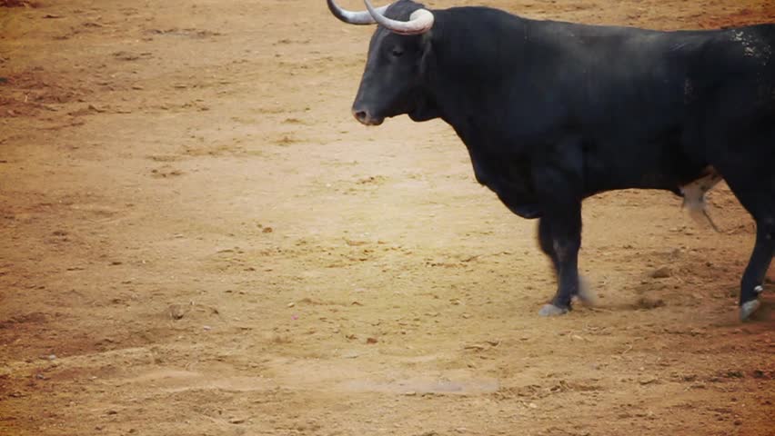 Powerful spanish bull, bullfight arena