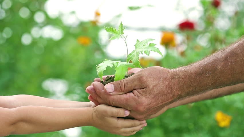 Senior man and child holding maple tree plant in hands against spring green background. Ecology concept. Slow motion