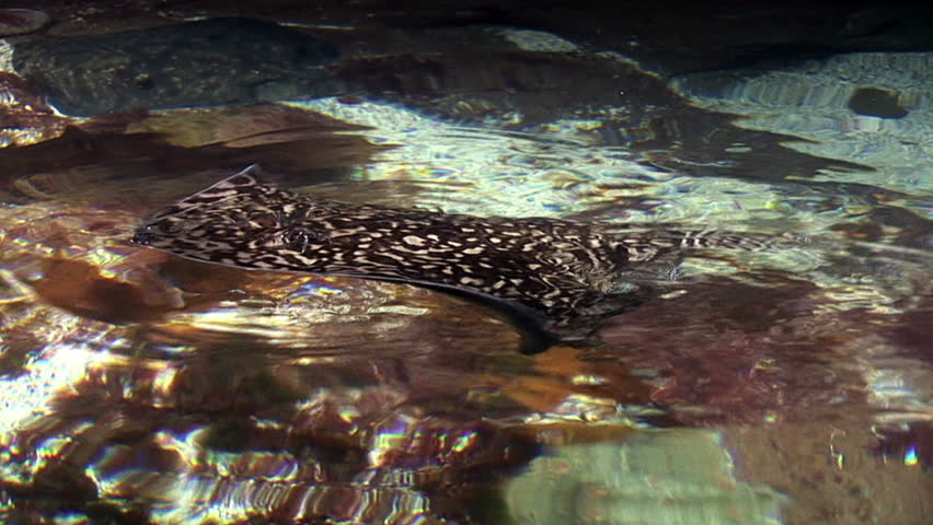 Marine life - Stingrays are a group of rays, which are cartilaginous fishes related to sharks - Video high definition - Real time