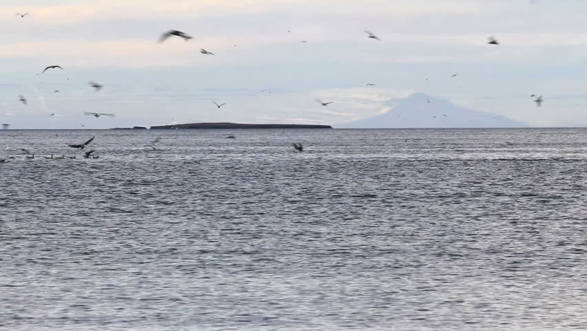 Orcas (Killer Whales) in a mountain surrounded fjord of western Iceland