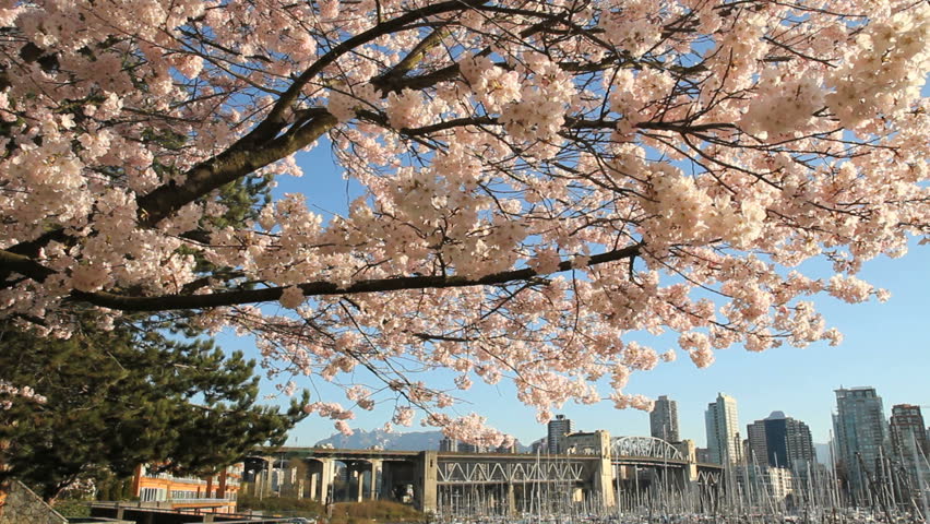 Vancouver Cherry Blossoms, dolly moves. A camera dollies by cherry blossoms framing the Burrard Street Bridge and downtown near Granville Island, Vancouver, British Columbia, Canada.