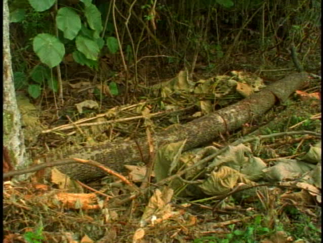 Deforesting rain forest, felled trees, close up of stump