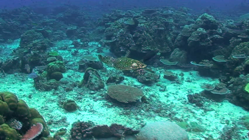 Green turtle, Chelonia mydas, Papua New Guinea, Milne Bay