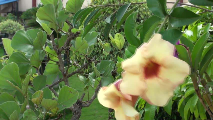 Yellow Hibiscus sways in Kishkindha Moolika Bonsai Garden in Sri Ganapathy Sachchidananda Swamiji's Ashrama, Mysore, India. This garden is acclaimed as India's largest and prettiest  Bonsai Garden.